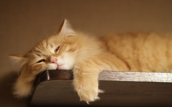 Thường xuyên trốn tránh công việc, tìm kiếm lý do thoái thác để lười biếng. (Ảnh: picAnimal.com)